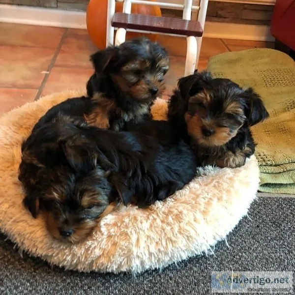 Aka registered yorki puppies