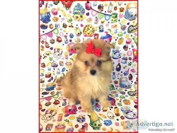 Pomeranian- Ginger- Female