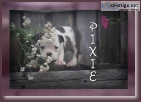 Pixie 34 English Bulldog Mix