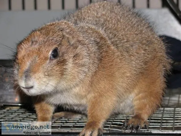 I am looking to re-home a pair of Black Tail Prairie Dogs
