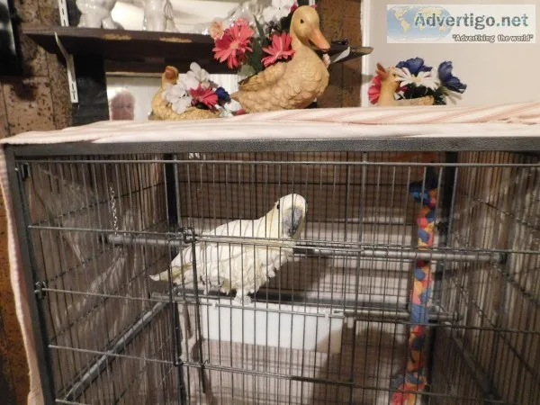 Cockatoo