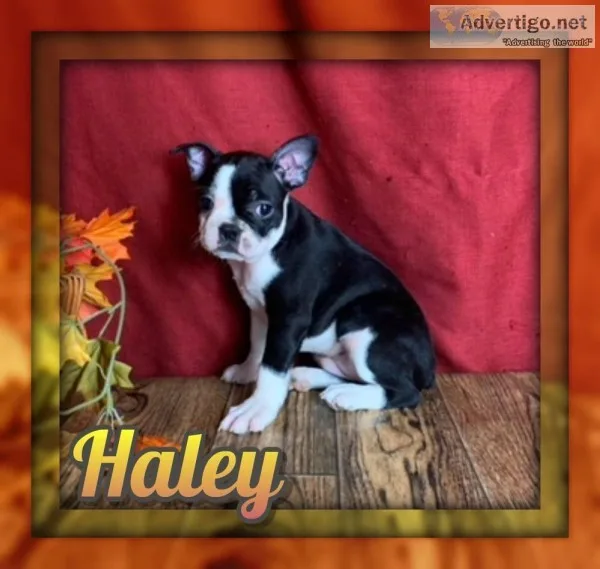 Haley Female Frenchton