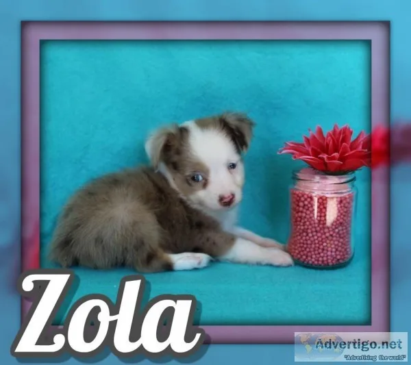Zola Female Mini Australian Shepherd
