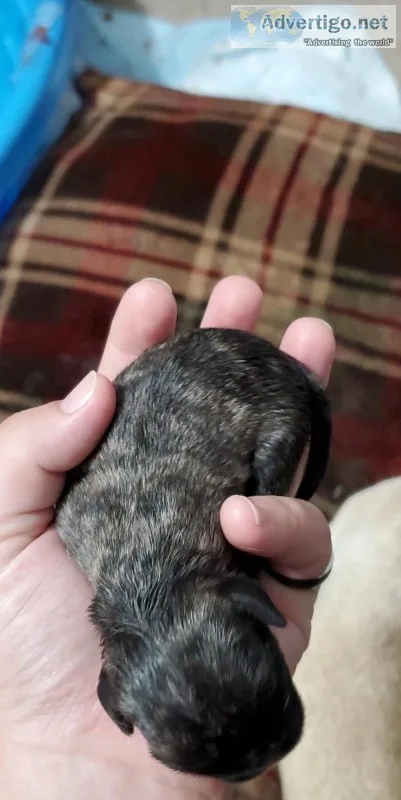 Brindle Male Pug