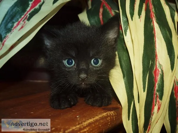 5 BLACK SIBERIAN FLUFFY KITTENS. BOYS AND GIRLS