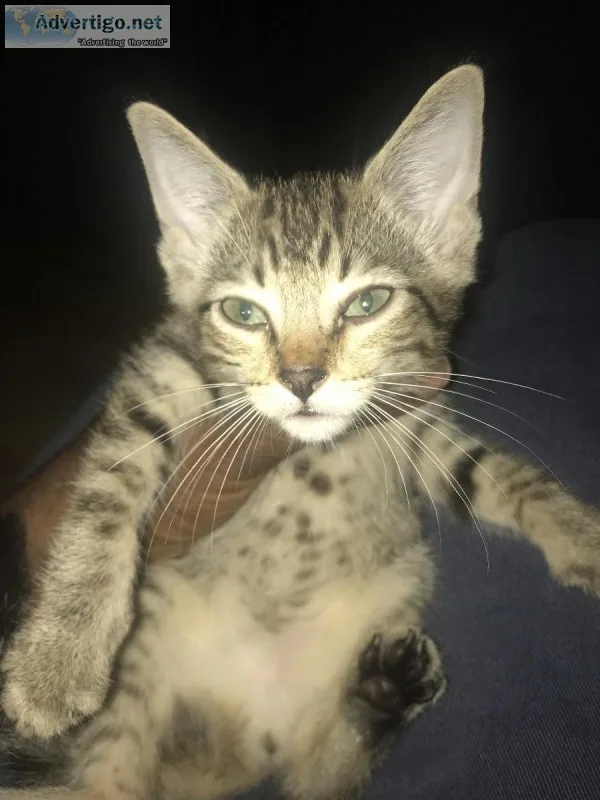 Free kittens to good home