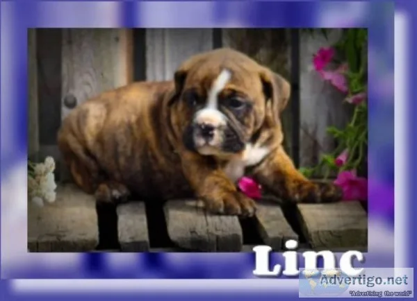 Linc Male 34 English Bulldog Mix