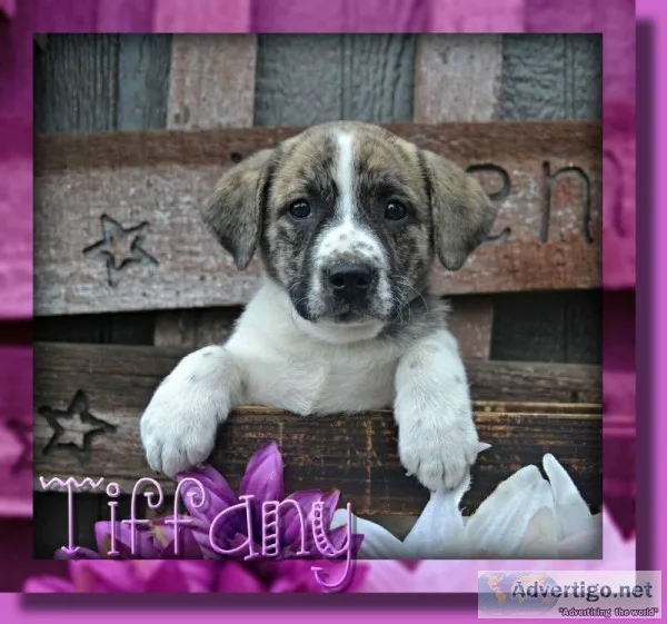 Tiffany Female English Bulldog Mix
