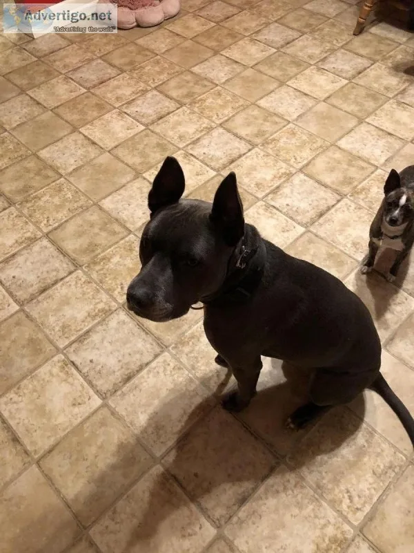 6 year old dog to good home