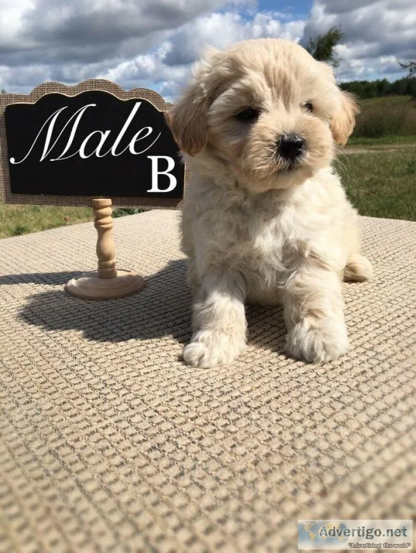 Adorable Maltipoo Puppies