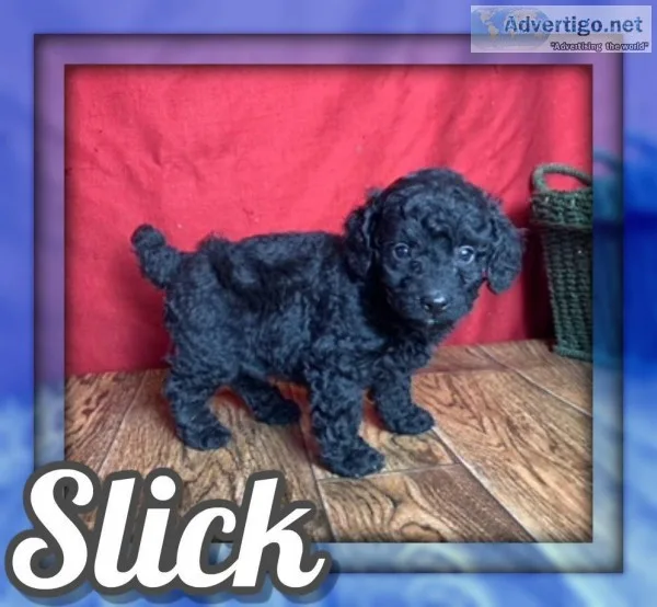 Slick Male Mini Poodle