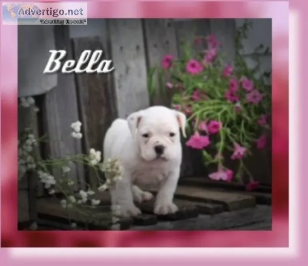 Bella Female 34 English Bulldog Mix