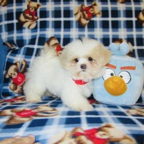 Superfly Maltese puppies for sale
