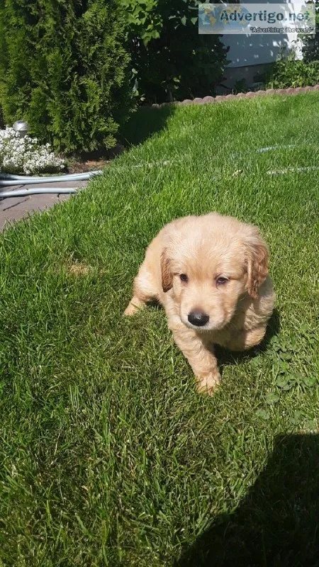 Golden retriever puppies