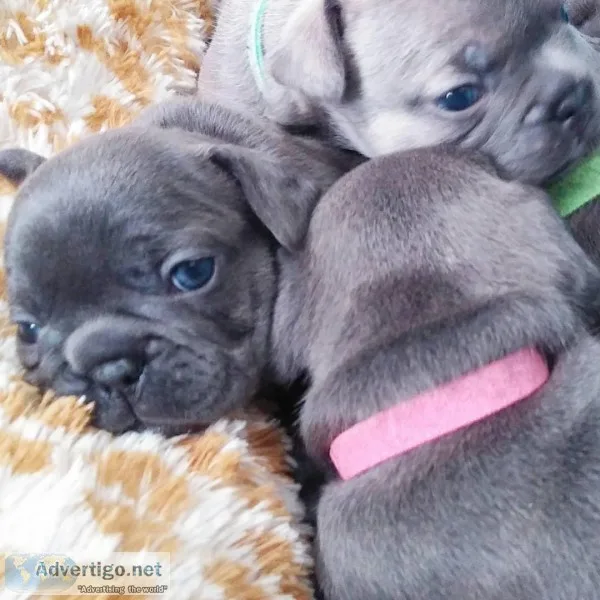 AKC French Bulldog Puppies
