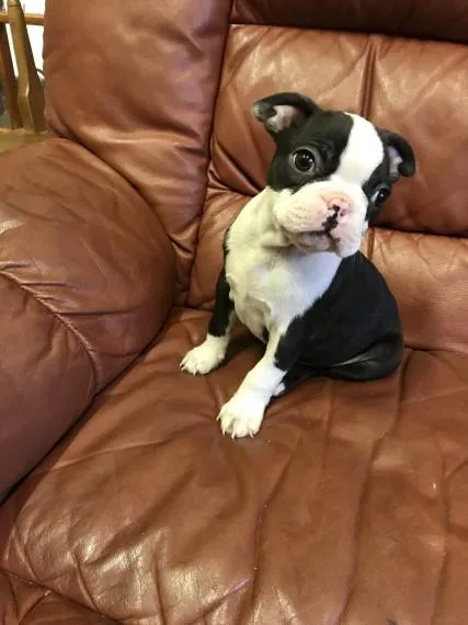 Stunning Boston Terrier Pups available...