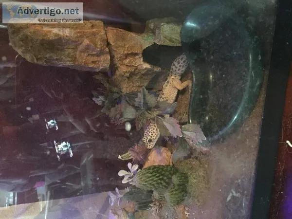 Geckos