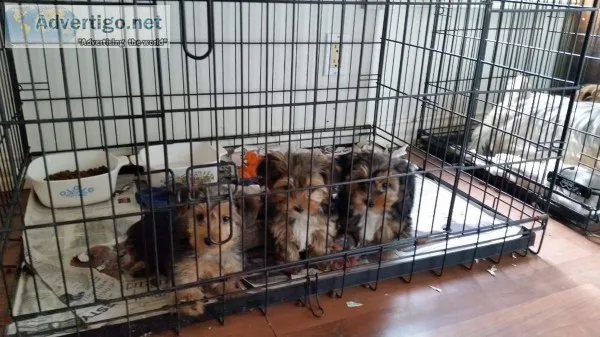 Yorkies