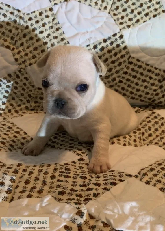 French Bulldogs