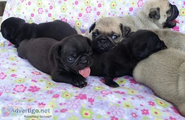 Pug puppy
