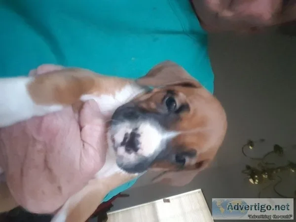 AKC BOXER PUPPIES