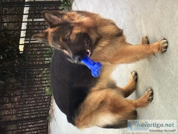mported from Czech Republic full AKC showline long coat 3 yrs ol