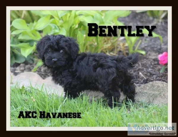 Bentley Male AKC Havanese