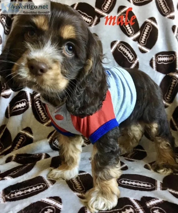 cocker spaniel puppies