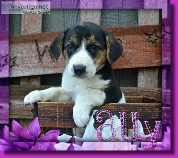 Ally Female English Bulldog Mix