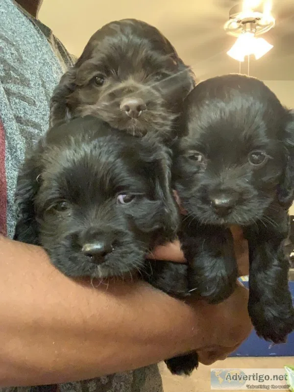 3 Male Cocker Spaniels