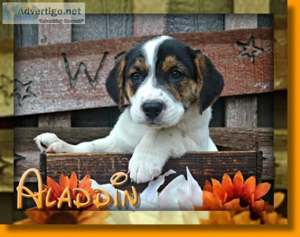 Aladdin Male English Bulldog Mix