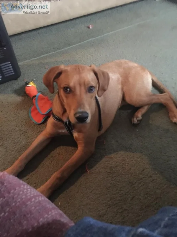 1 yr pup to good home