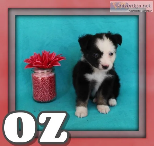 Oz Male Mini Australian Shepherd