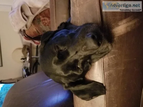 Black Lab retired working dog