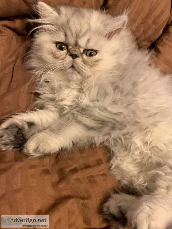 Perison kitten s