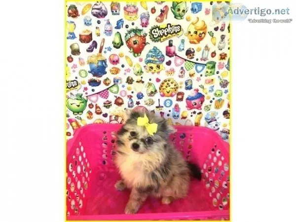 Pomeranian- Lily- Female