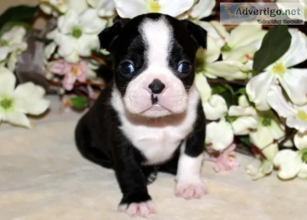 Boston terrier puppies akc registered