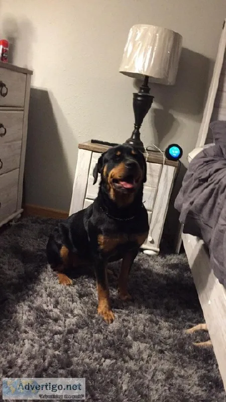 Rottweiler