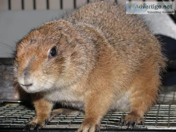 I am looking to re-home a pair of Black Tail Prairie Dogs