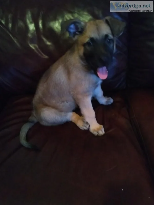 German Shepherd Puppies