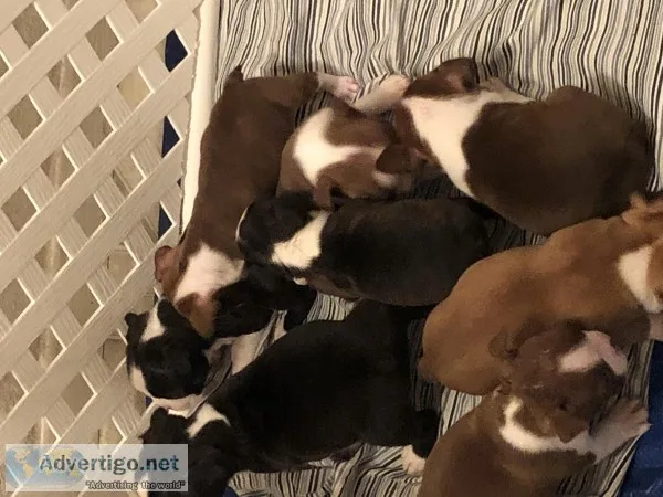 Boston Terrier puppies
