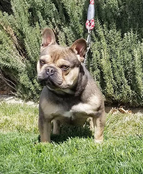 Handsome AKC French Bulldog Stud (Batman)
