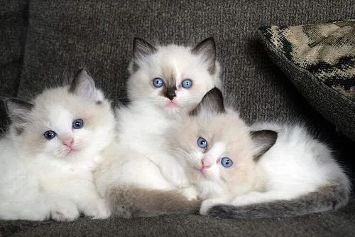 %%Handsome Toot and Beautiful Maggie 10 wks old (RAGDOLL KITTENS