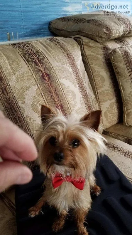 Yorkie male 16 mos old