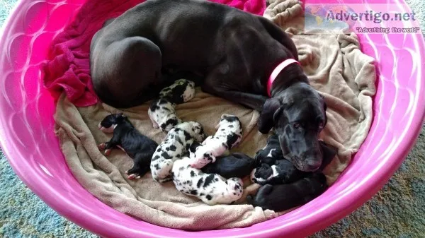 AKC Registered Great Dane Pups (60% Euro)