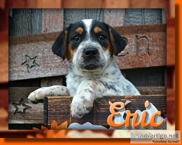Eric Male English Bulldog Mix