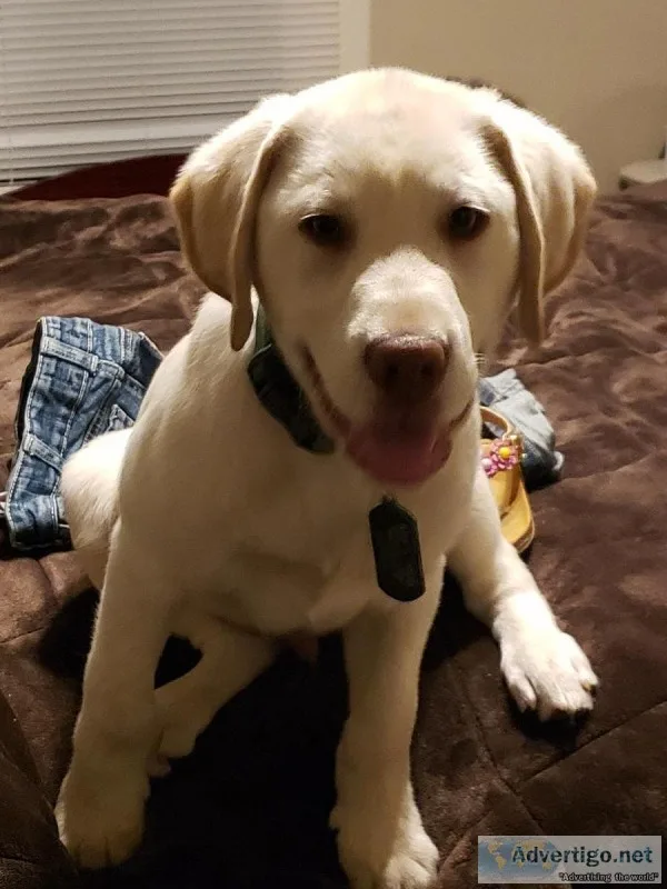 4 month old yellow lab