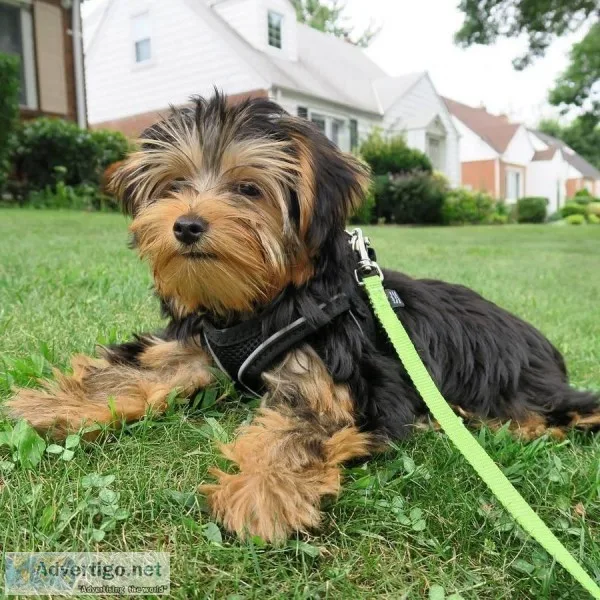 Sweetest yorkies puppy