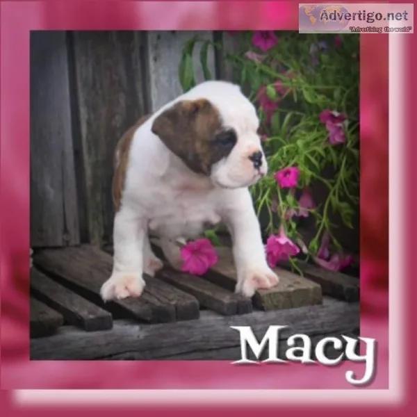 Macy Female 34 English Bulldog Mix