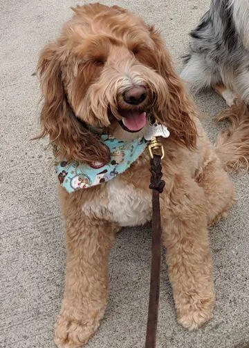 Missing Family Member OLLIE